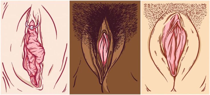 vaginas-meredith-join-810x367